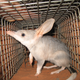 A greater bilbie, a type of bandicoot native to Australia. Its cousin the lesser bilbie became extinct by the 1950s.